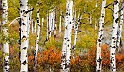 Aspens in colour_YST3753